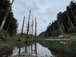 走進水漾森林 水樣森林 2